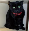 Panther-Adopted!