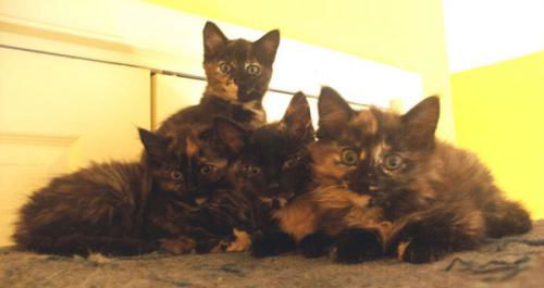 Renee's kittens*