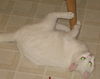 Tia (Temperance)