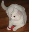 Tia (Temperance)