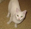 Tia (Temperance)