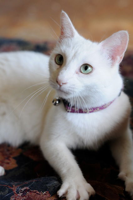 Tia (Temperance)