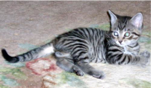 Thad-Adopted!