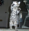Thad-Adopted!