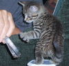 Thad-Adopted!