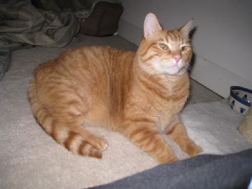 Thaddeus-declawed!