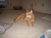Thaddeus-declawed!