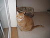 Thaddeus-declawed!