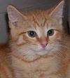 Thaddeus-declawed!