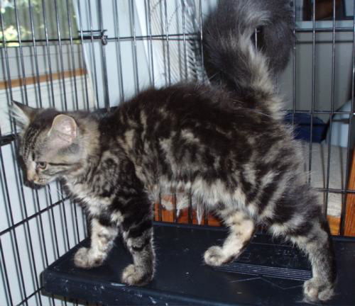 Theodora-adopted!