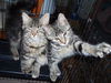 Theodora-adopted!