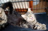 Theodora-adopted!
