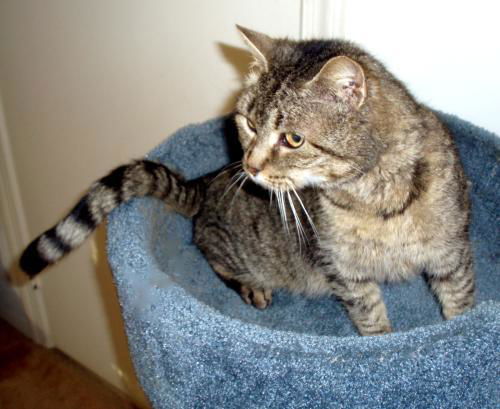 Tiger-Adopted!