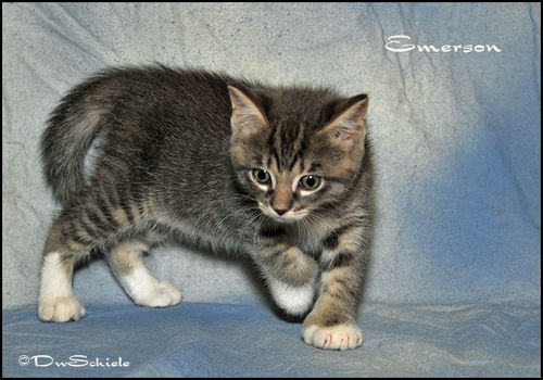 Emerson