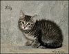 Lilly - Photo 2
