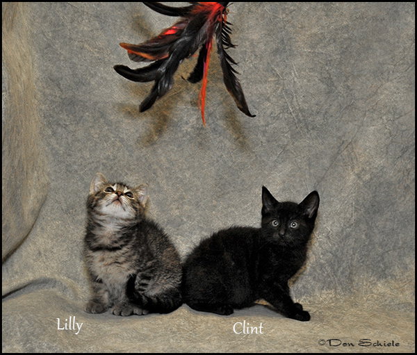 Lilly