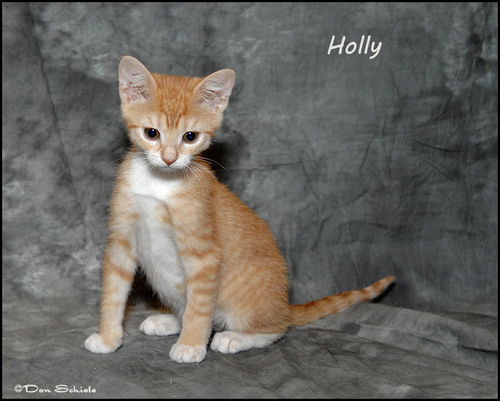 Holly