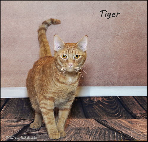 Tiger-New Pics!