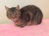 Flossie - Barn Cat