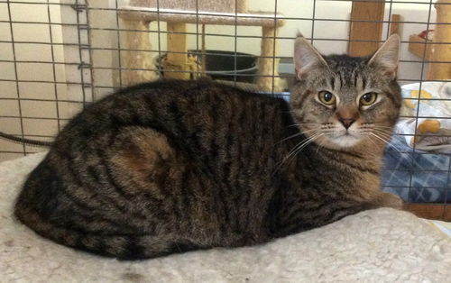 Flossie - Barn Cat