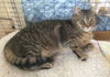 Flossie - Barn Cat