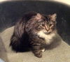 Fluffy - Barn Cat