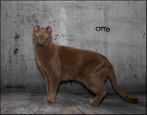 Otto