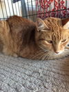 Barry (Adopted!)