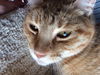 Barry (Adopted!)