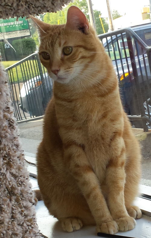 Barry (Adopted!)