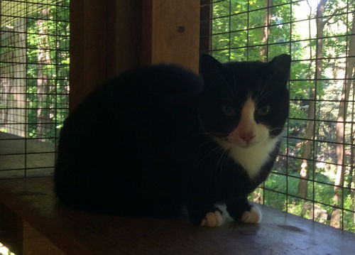 Annie - Barn Cat - Adopted 01 26 16!