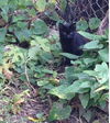 Kittens*