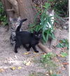 Kittens*