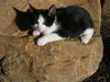 Magic-Adopted!