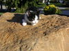 Magic-Adopted!