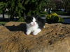 Magic-Adopted!