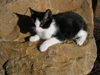 Magic-Adopted!