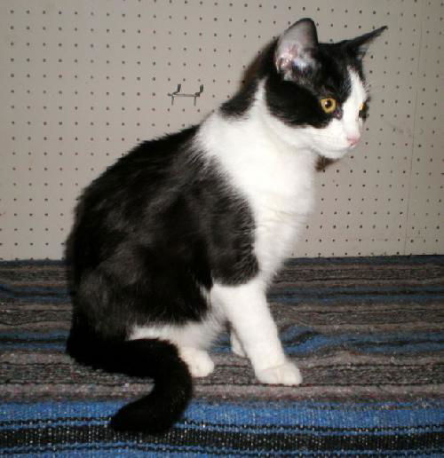 Magic-Adopted!
