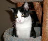 Magic-Adopted!