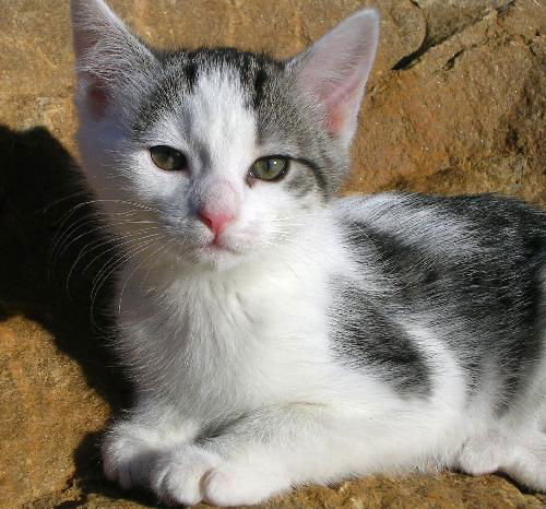 Kirby-adopted!