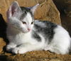 Kirby-adopted!