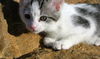 Kirby-adopted!