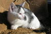 Kirby-adopted!