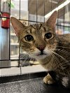 adoptable Cat in hou, TX named George