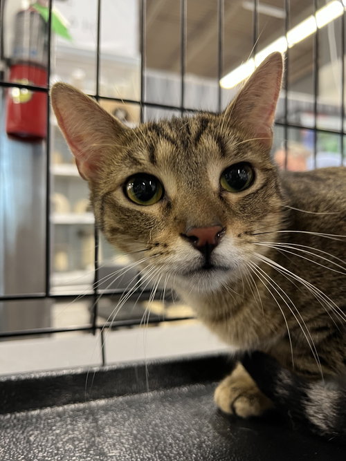 GEORGE - Tabby available for adoption