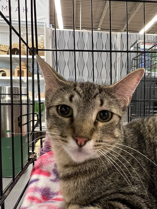 KENNY - Tabby available for adoption