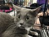 adoptable Cat in houston, TX named Chevy