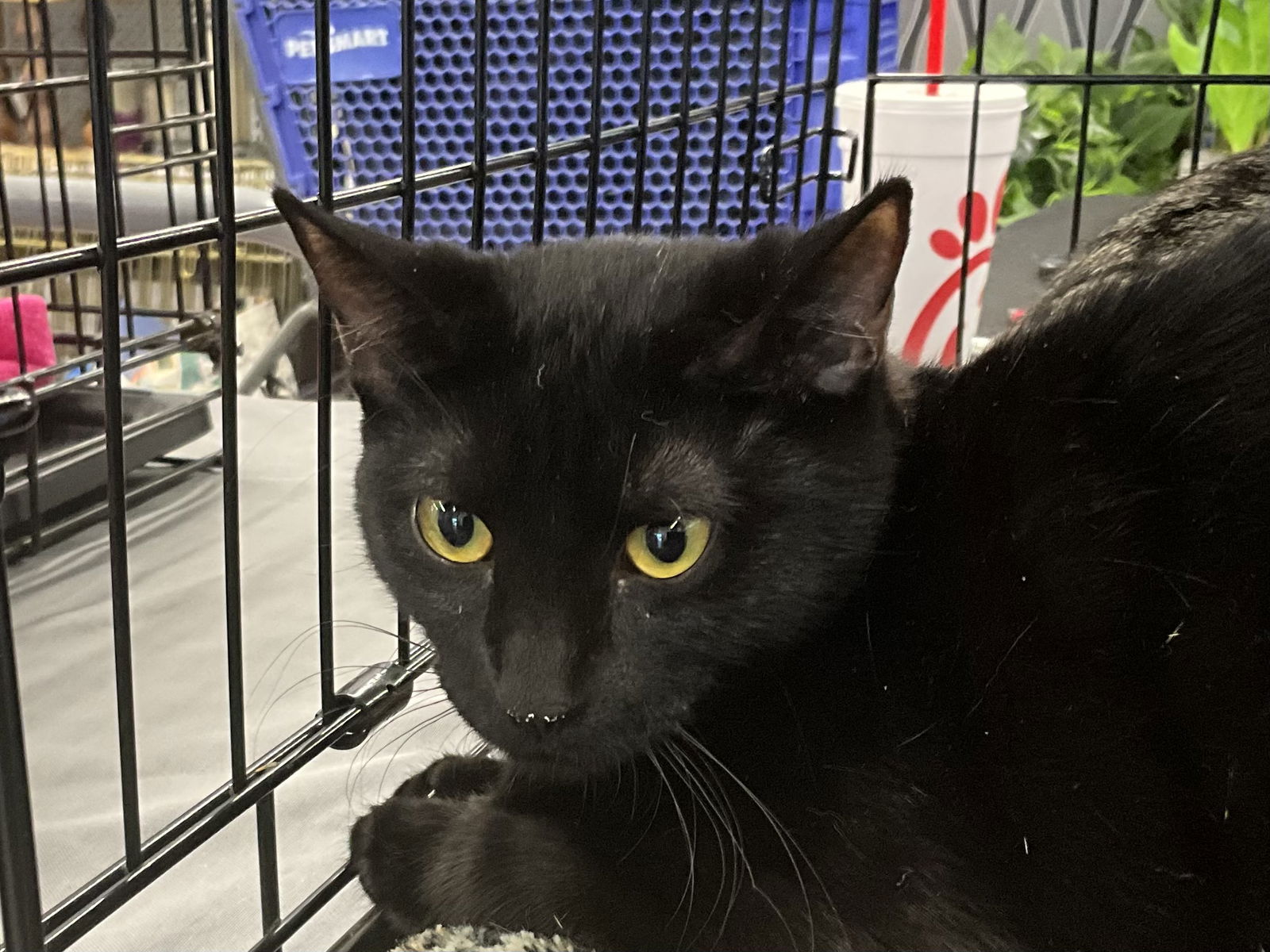 adoptable Cat in Houston, TX named Blossom