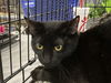 adoptable Cat in  named Blossom