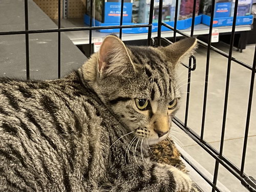 PEPPER - Domestic Short Hair available for adoption